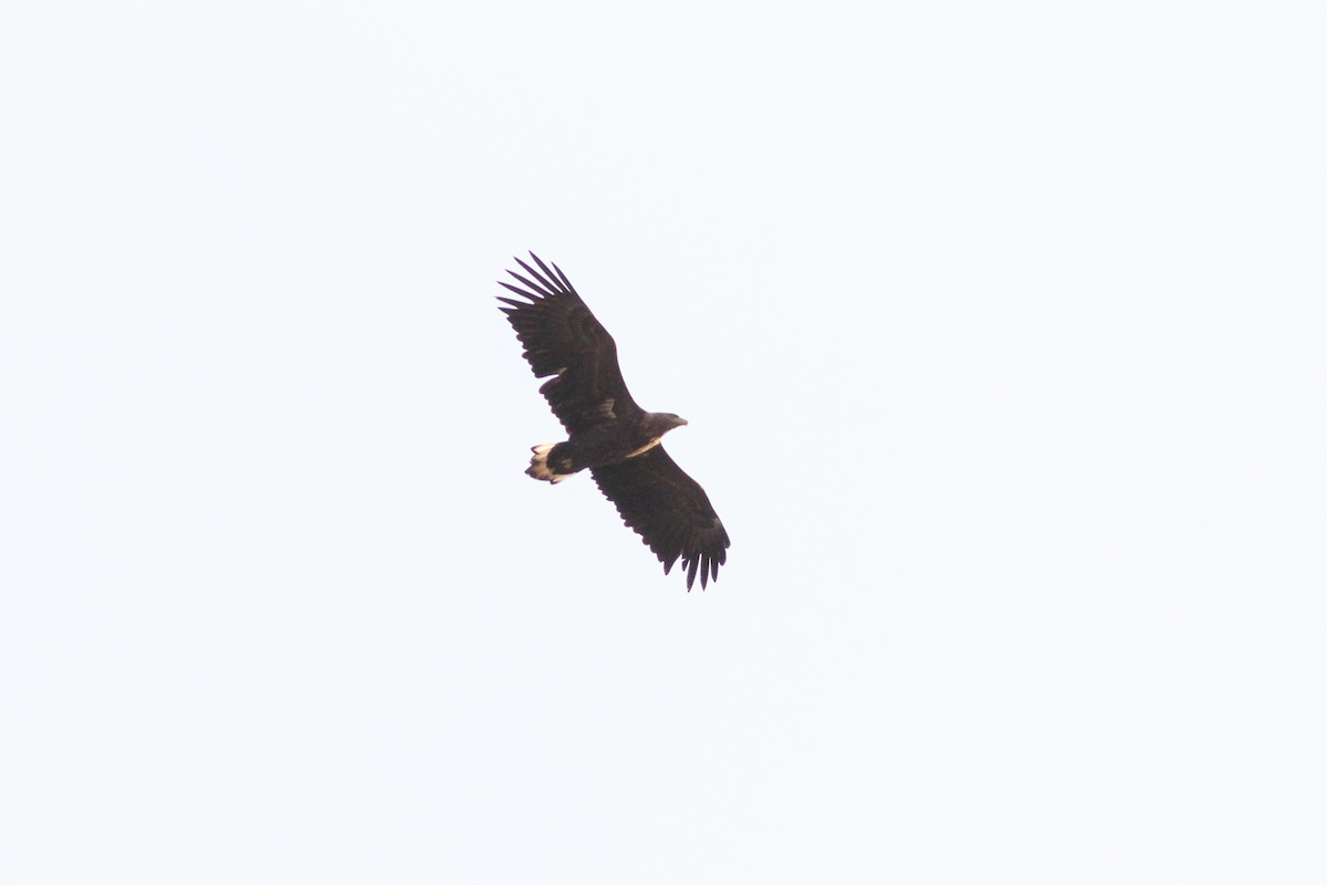 White-tailed Eagle - ML611205481