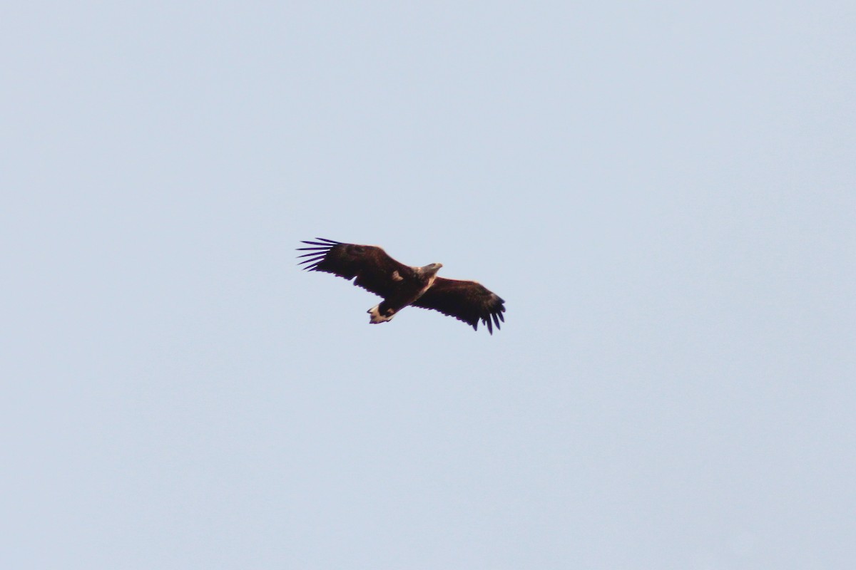 White-tailed Eagle - ML611205482