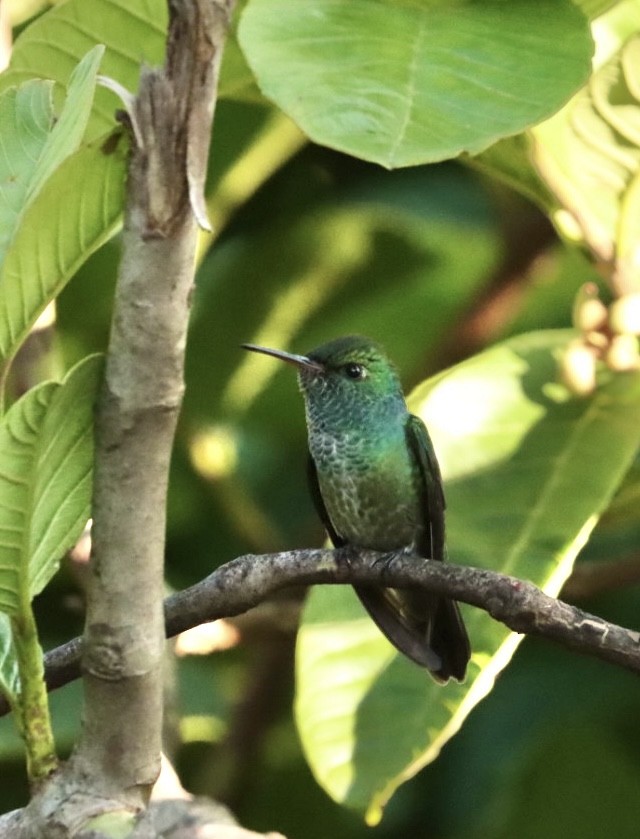 kolibřík pestrý [skupina versicolor] - ML611205500