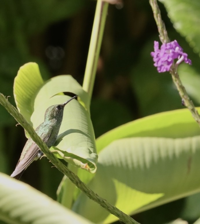 kolibřík pestrý [skupina versicolor] - ML611205501