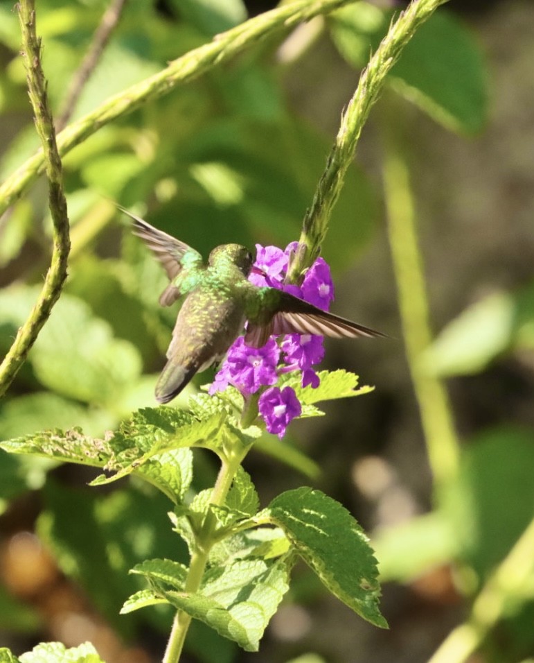 kolibřík pestrý [skupina versicolor] - ML611205502