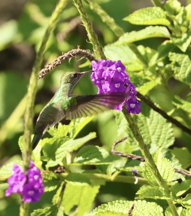 kolibřík pestrý [skupina versicolor] - ML611205505
