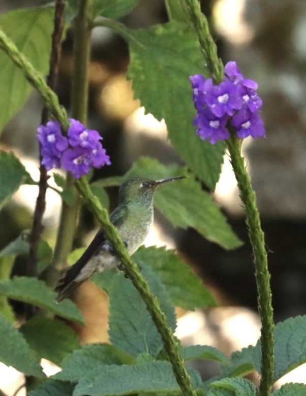 kolibřík pestrý [skupina versicolor] - ML611205506