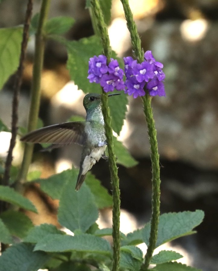 kolibřík pestrý [skupina versicolor] - ML611205507