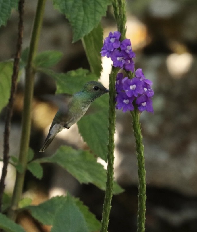 kolibřík pestrý [skupina versicolor] - ML611205508