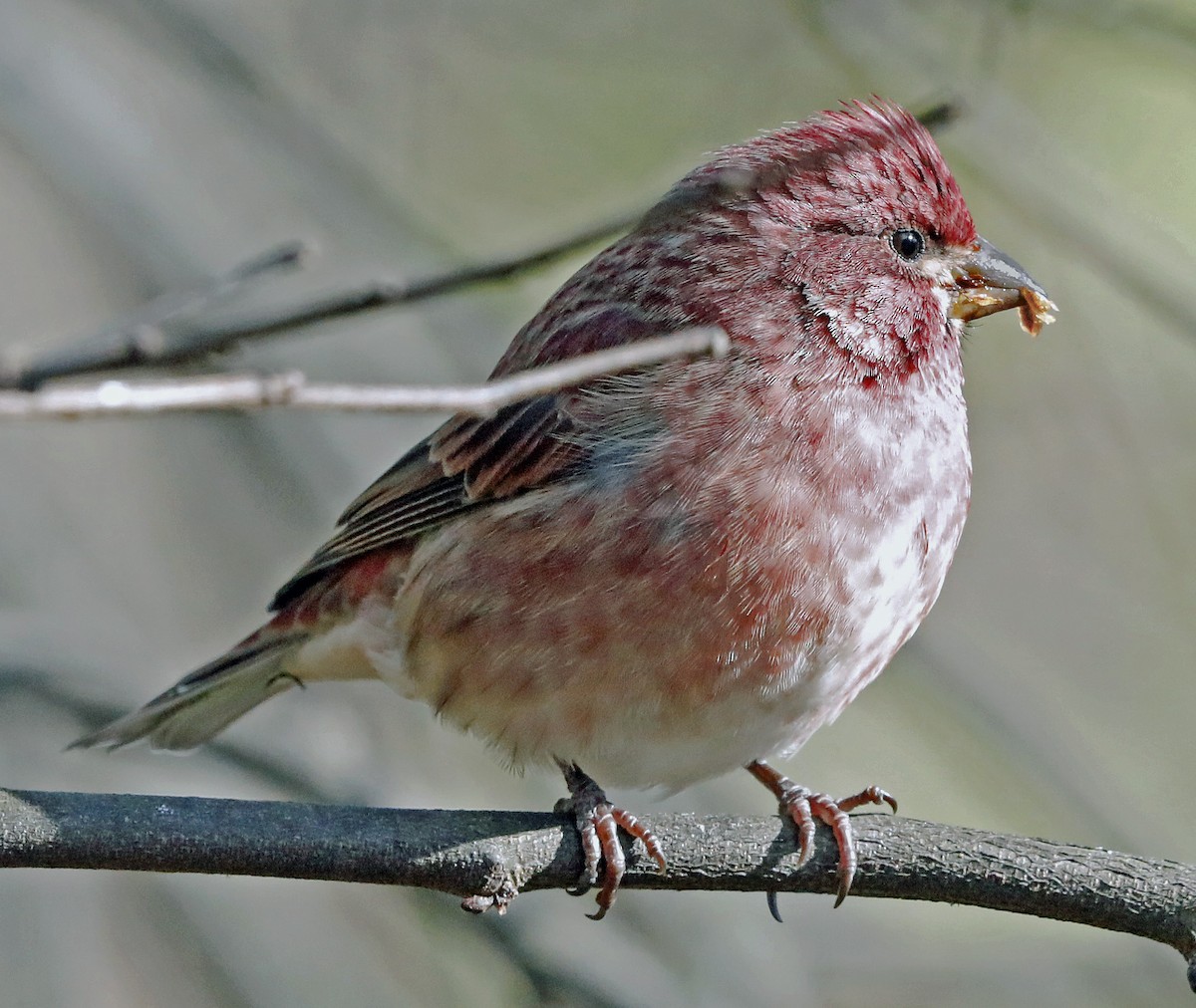 Purple Finch - Sparrow Claw