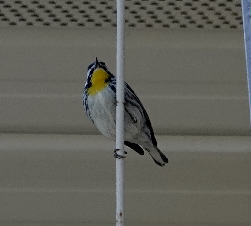 Yellow-throated Warbler - ML611205856
