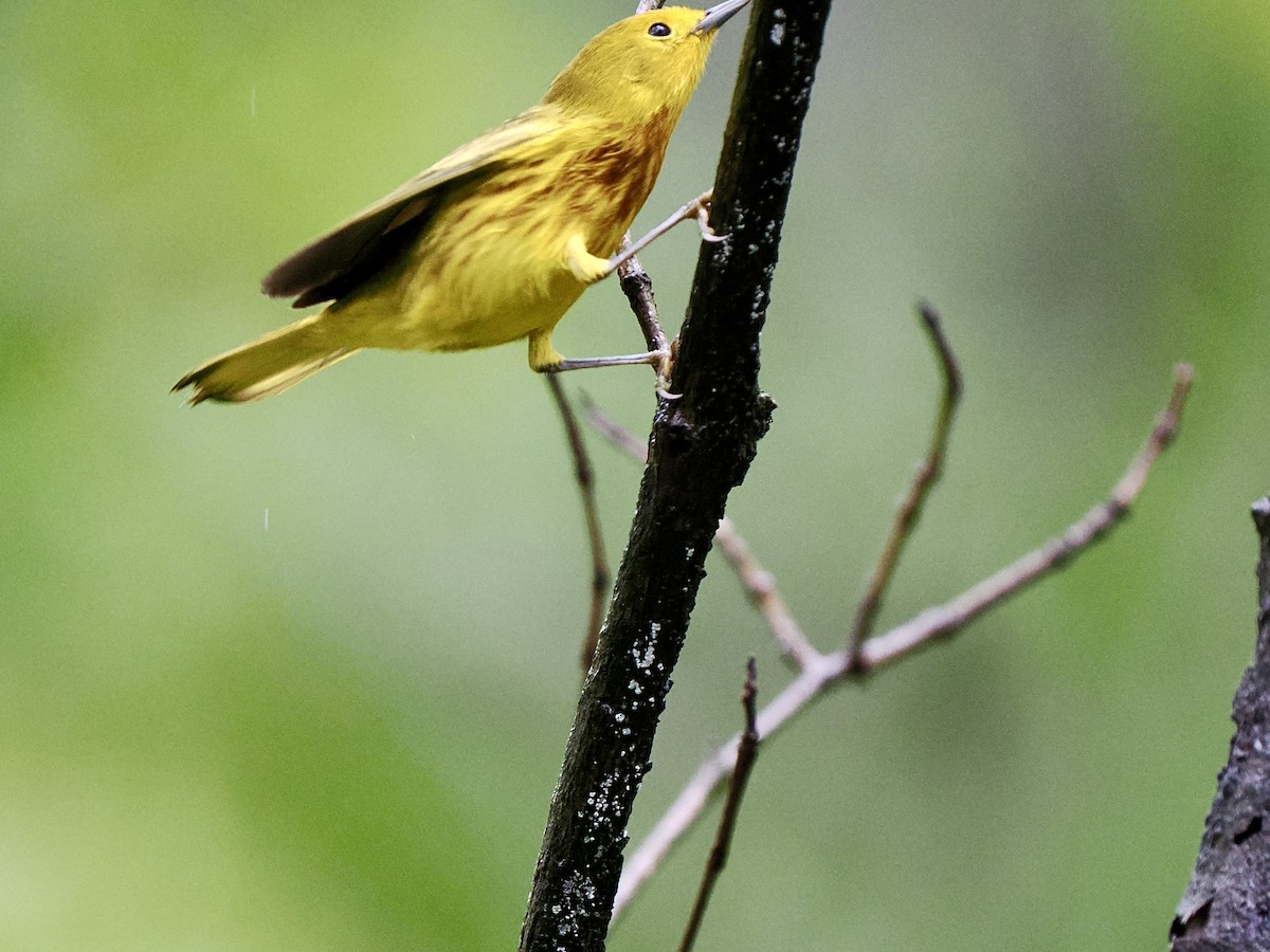 Yellow Warbler (Golden) - ML611206653