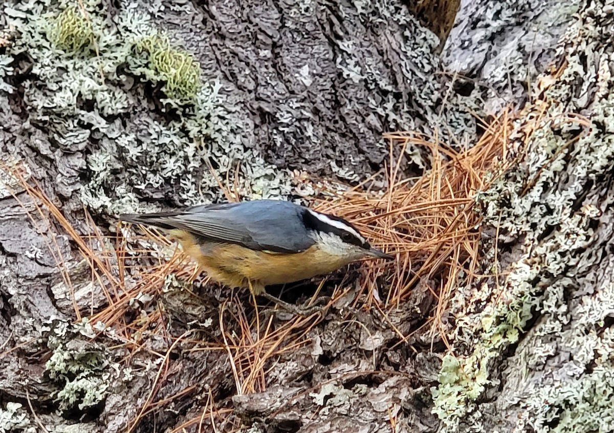 Red-breasted Nuthatch - ML611206665