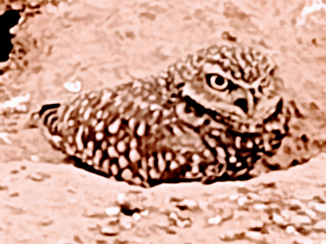 Burrowing Owl - ML611206730