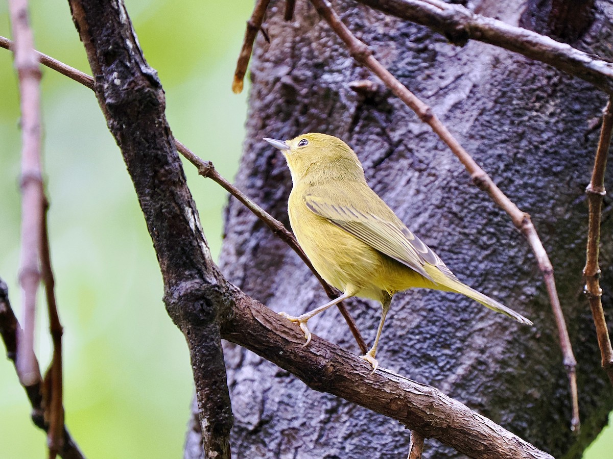 Yellow Warbler (Golden) - ML611206964