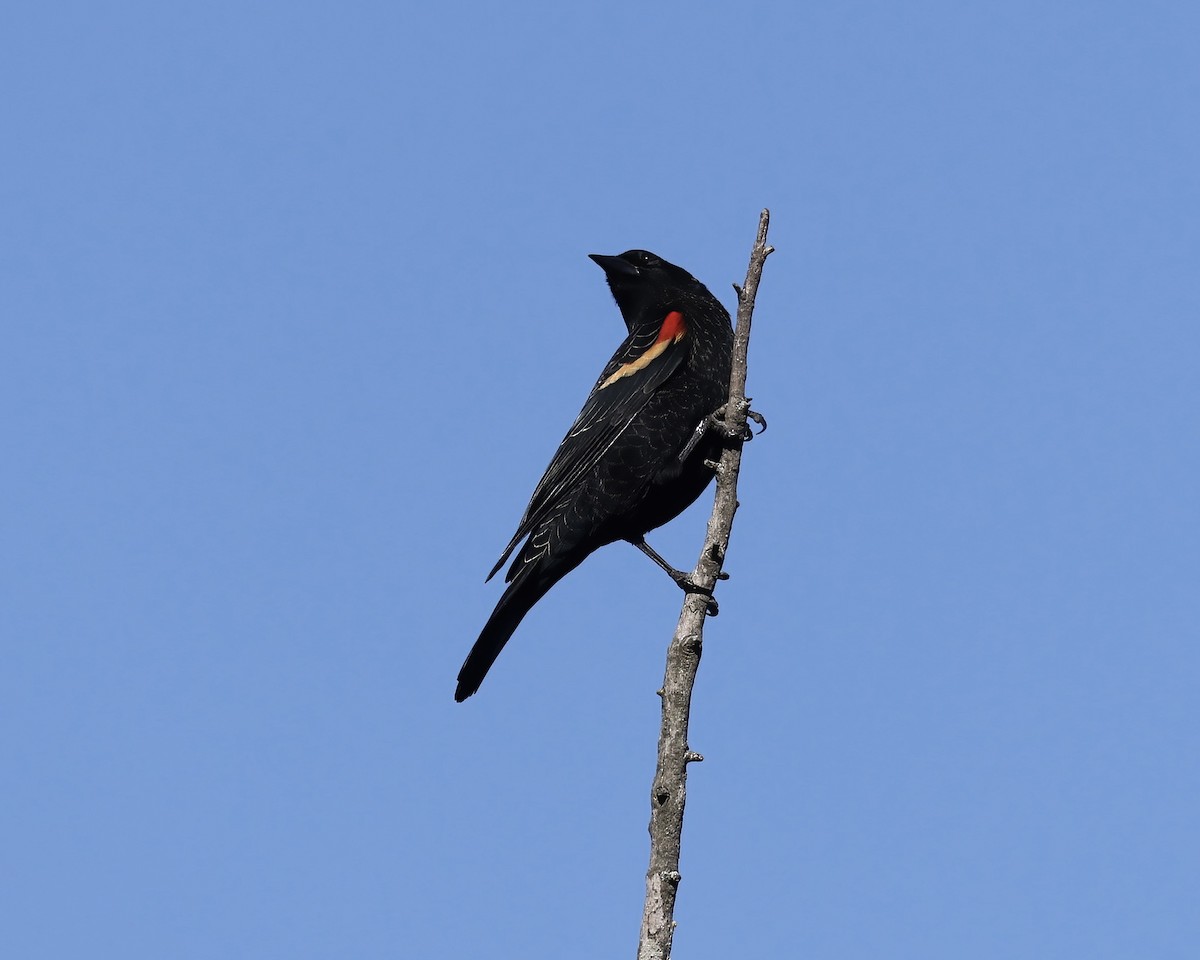 Red-winged Blackbird - ML611207178