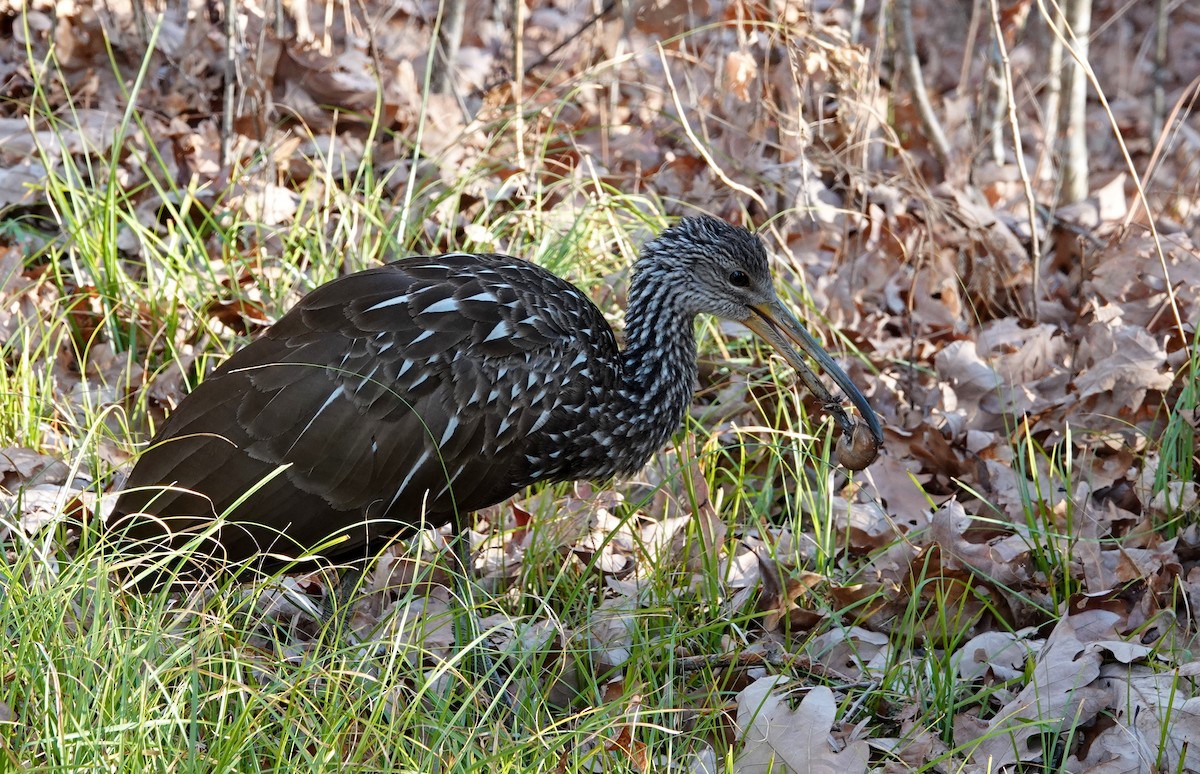 eBird Checklist 16 Nov 2023 Cades Cove Loop Rd, Townsend USTN 35.