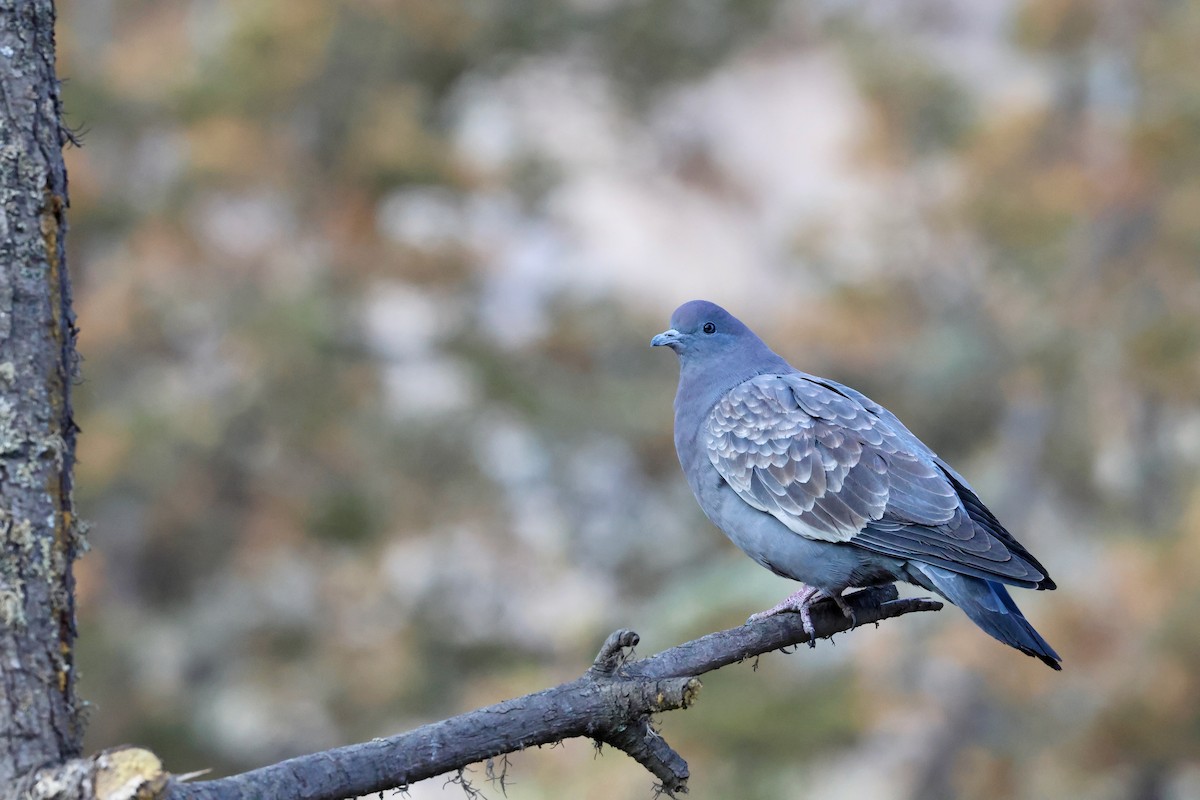Spot-winged Pigeon (albipennis) - Olivier Langrand