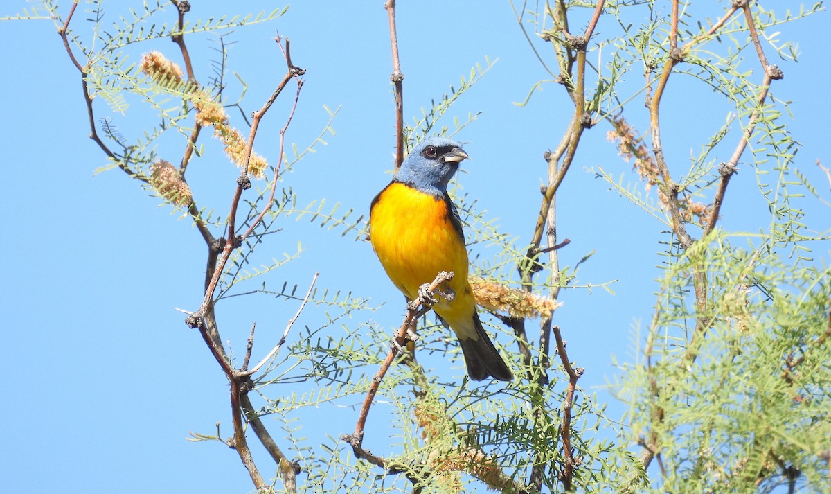 Blue-and-yellow Tanager - ML611207802