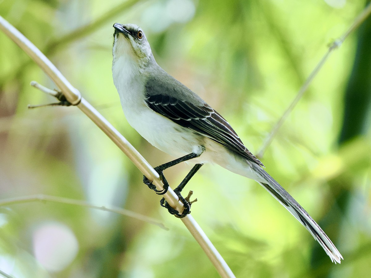 Tropical Mockingbird (San Andres) - ML611208042