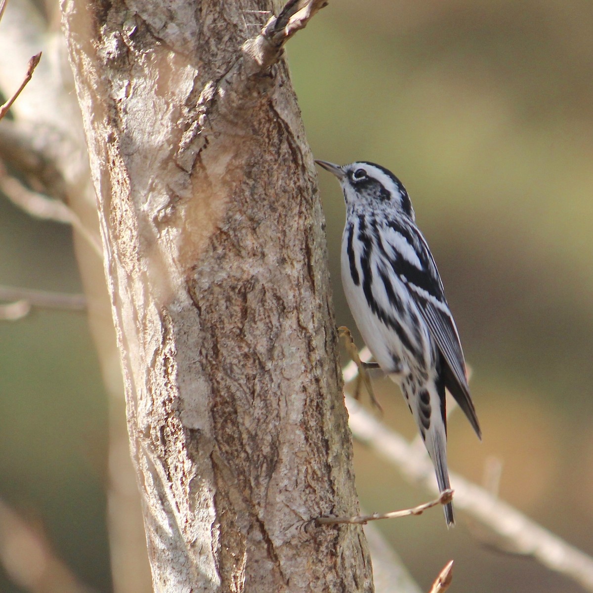 eBird Checklist 16 Nov 2023 Hopkins Wilderness Park 23 species