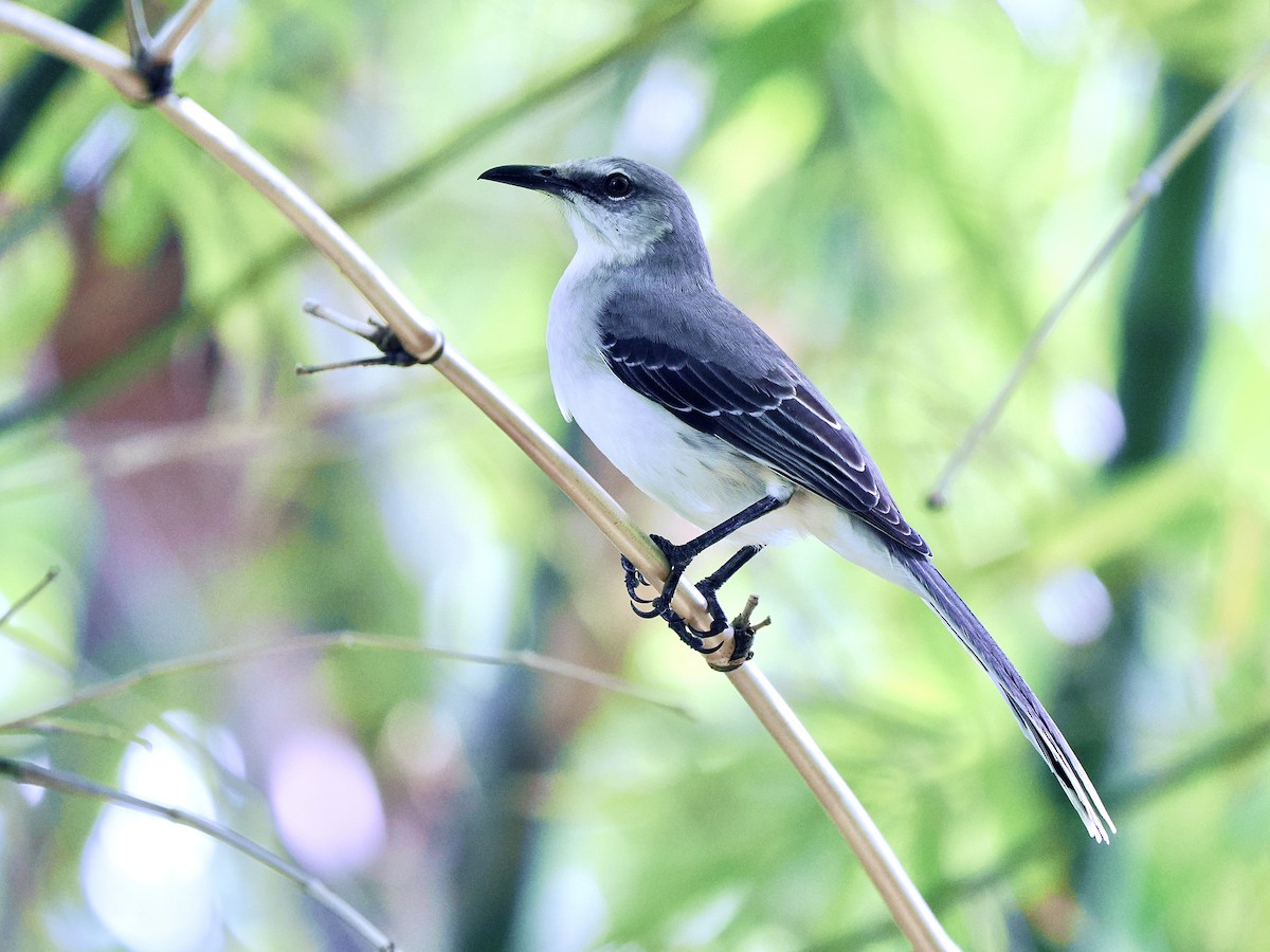 Tropical Mockingbird (San Andres) - ML611208116