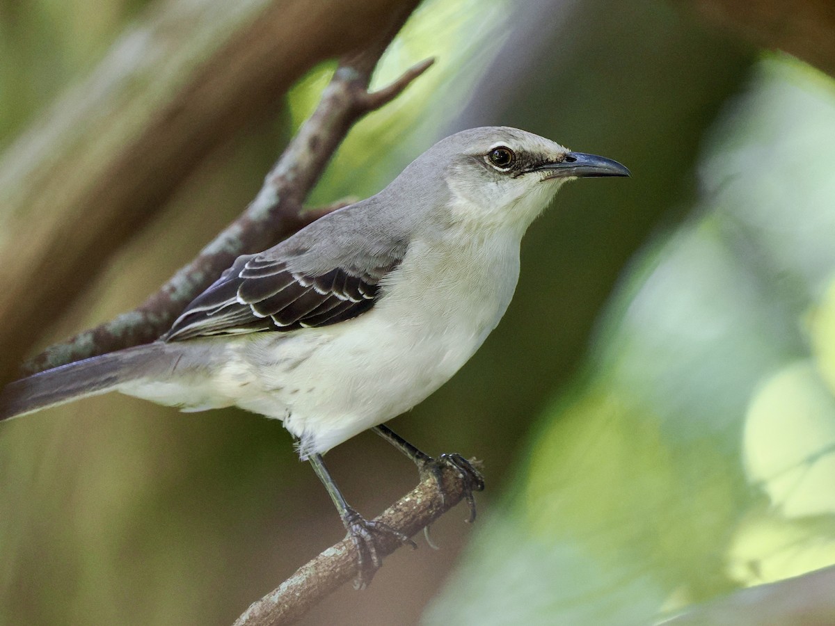 Tropical Mockingbird (San Andres) - ML611208285