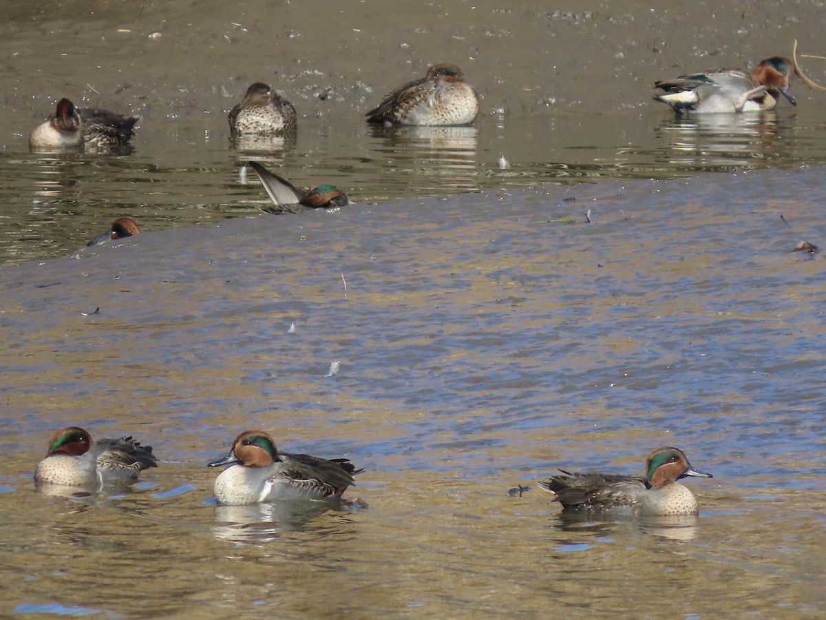 Green-winged Teal - ML611208470