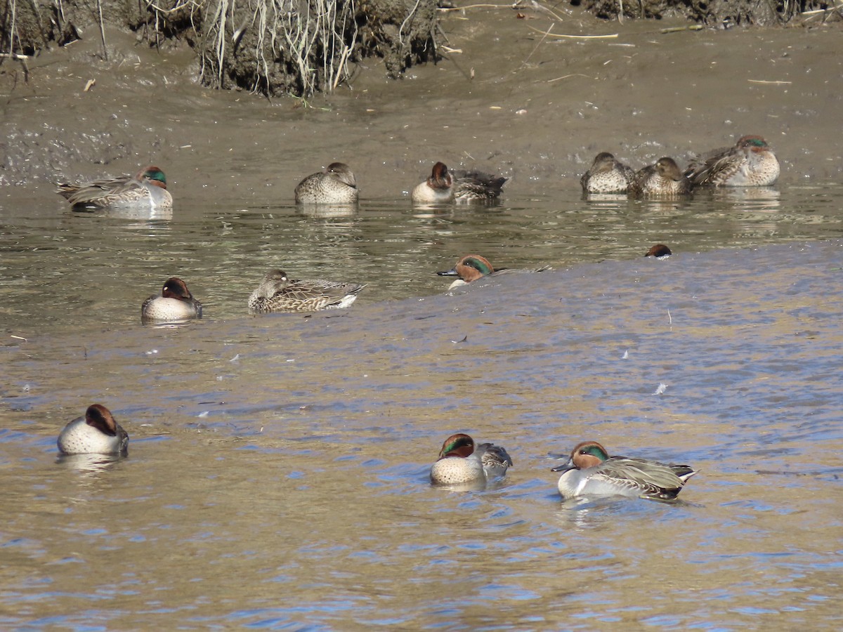Green-winged Teal - ML611208472