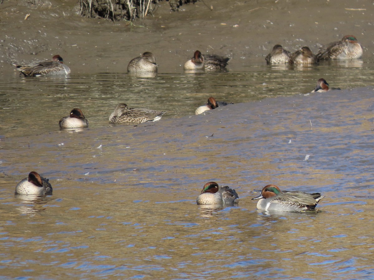 Green-winged Teal - ML611208476
