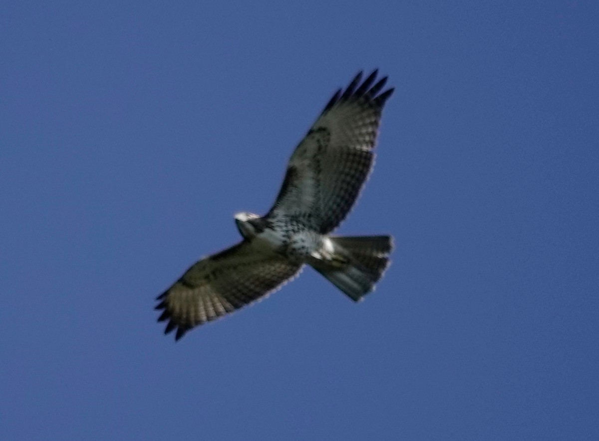 Red-tailed Hawk - ML611208635