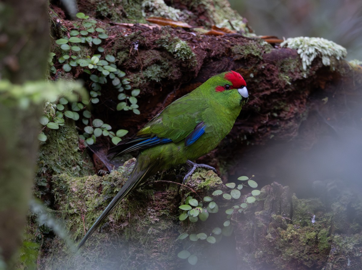 Red-crowned Parakeet - ML611208642