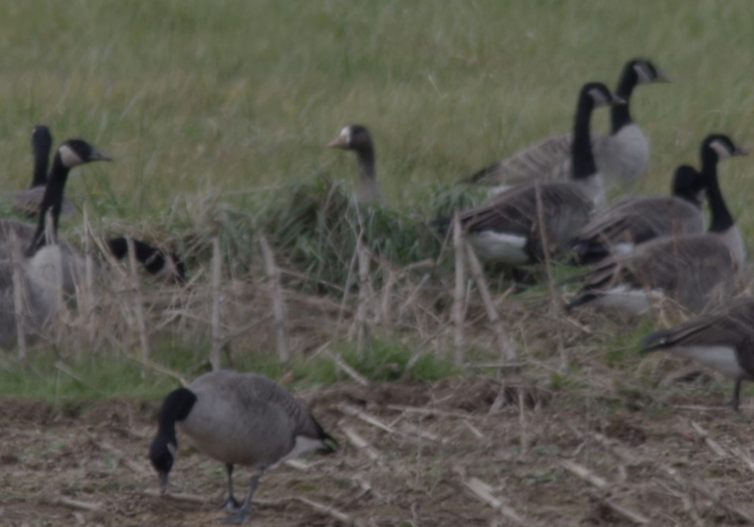 Greater White-fronted Goose - ML611208696