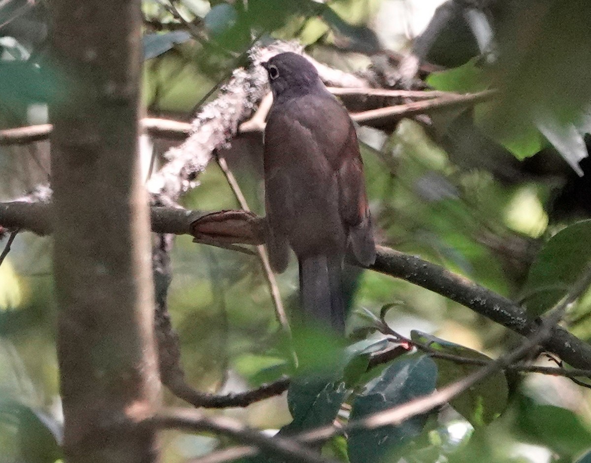 Brown-backed Solitaire - ML611208729