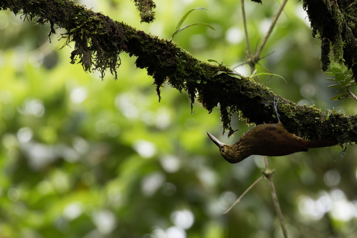 Spotted Woodcreeper - ML611208961