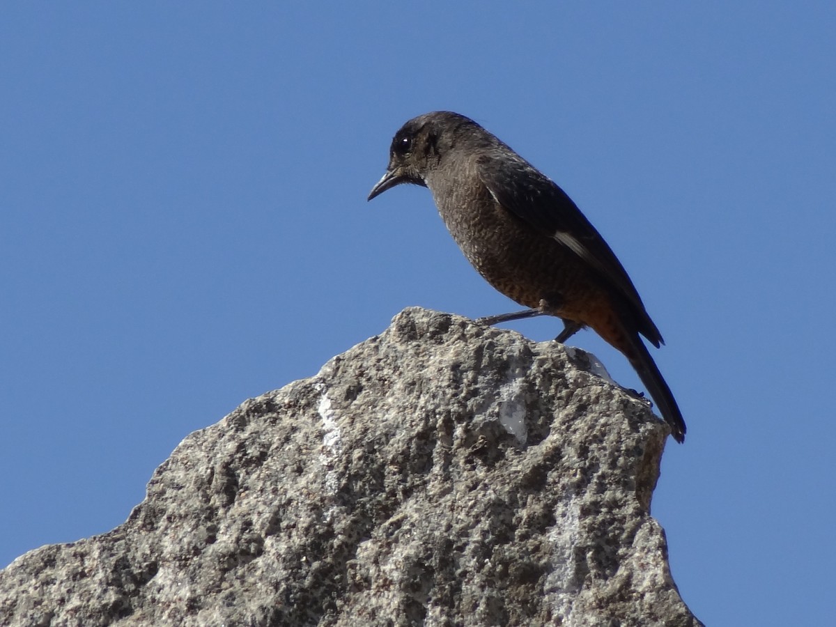 White-winged Cliff-Chat - ML611209222