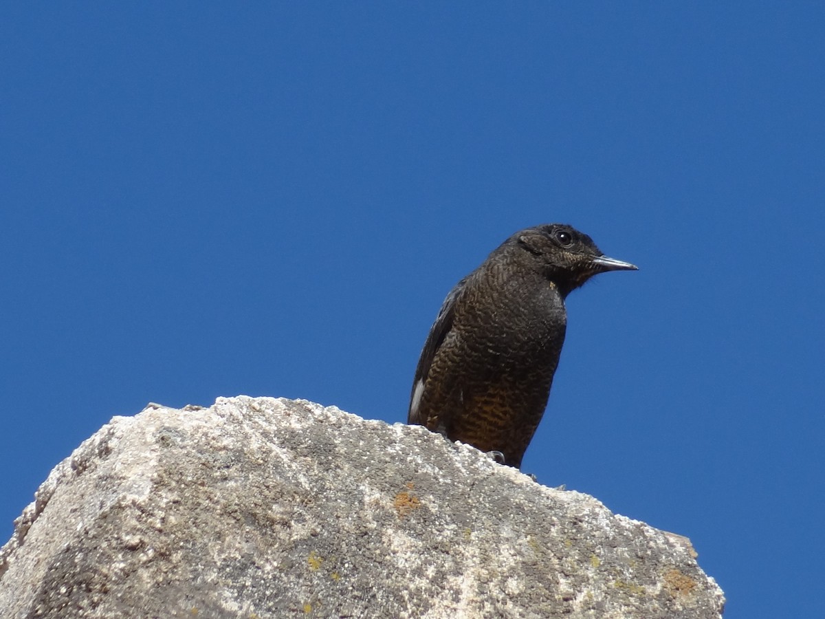 White-winged Cliff-Chat - ML611209224
