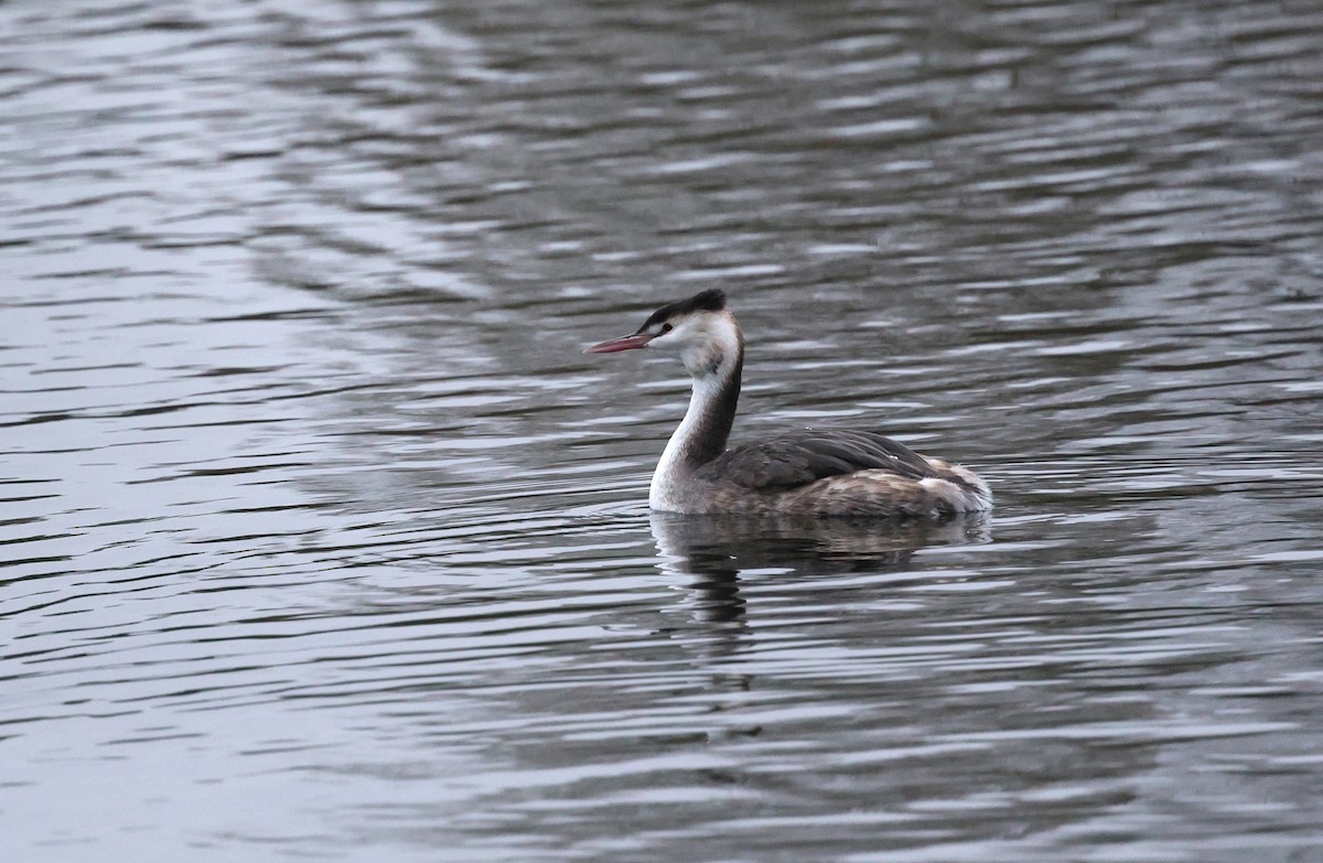 Great Crested Grebe - ML611209591