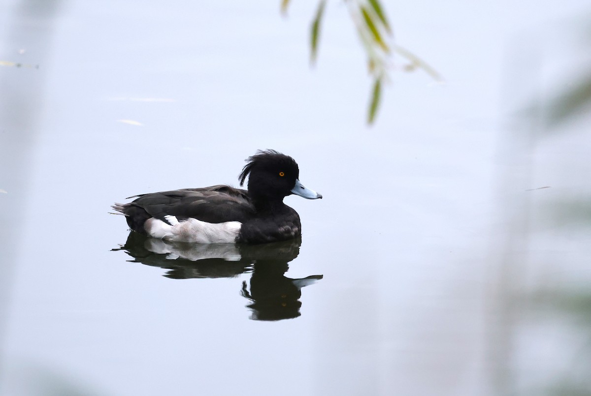 Tufted Duck - ML611209598