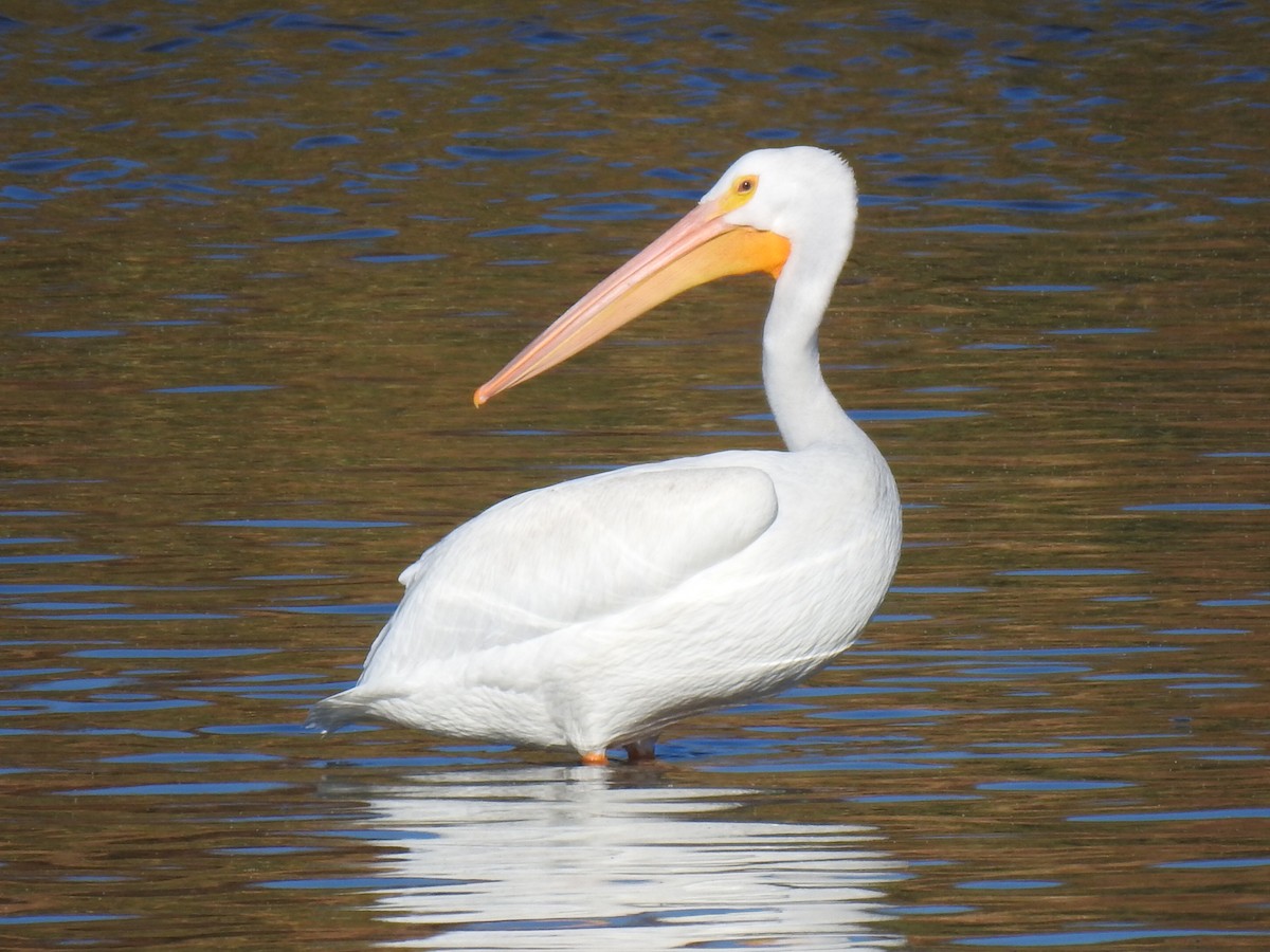 pelikán severoamerický - ML611209743
