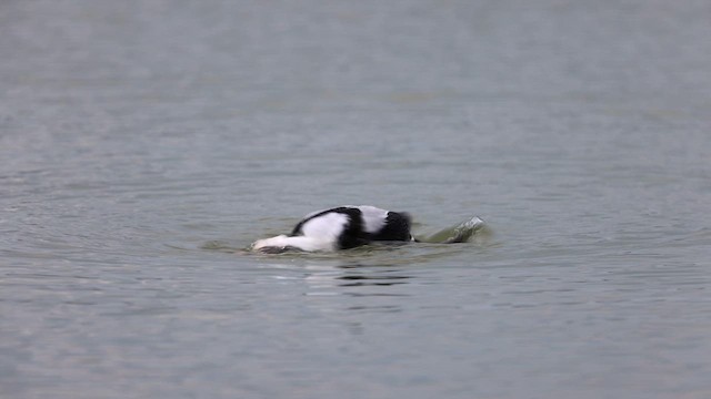 Long-tailed Duck - ML611209814