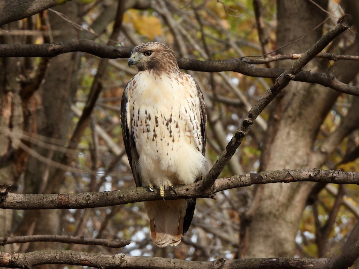 Red-tailed Hawk - ML611210538