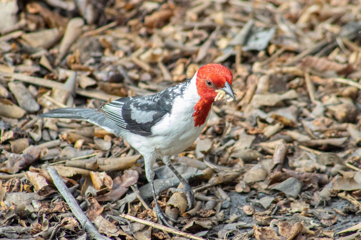 Red-cowled Cardinal - ML611210748