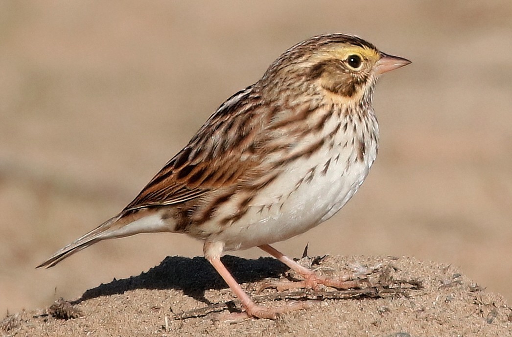 Savannah Sparrow - ML611210931