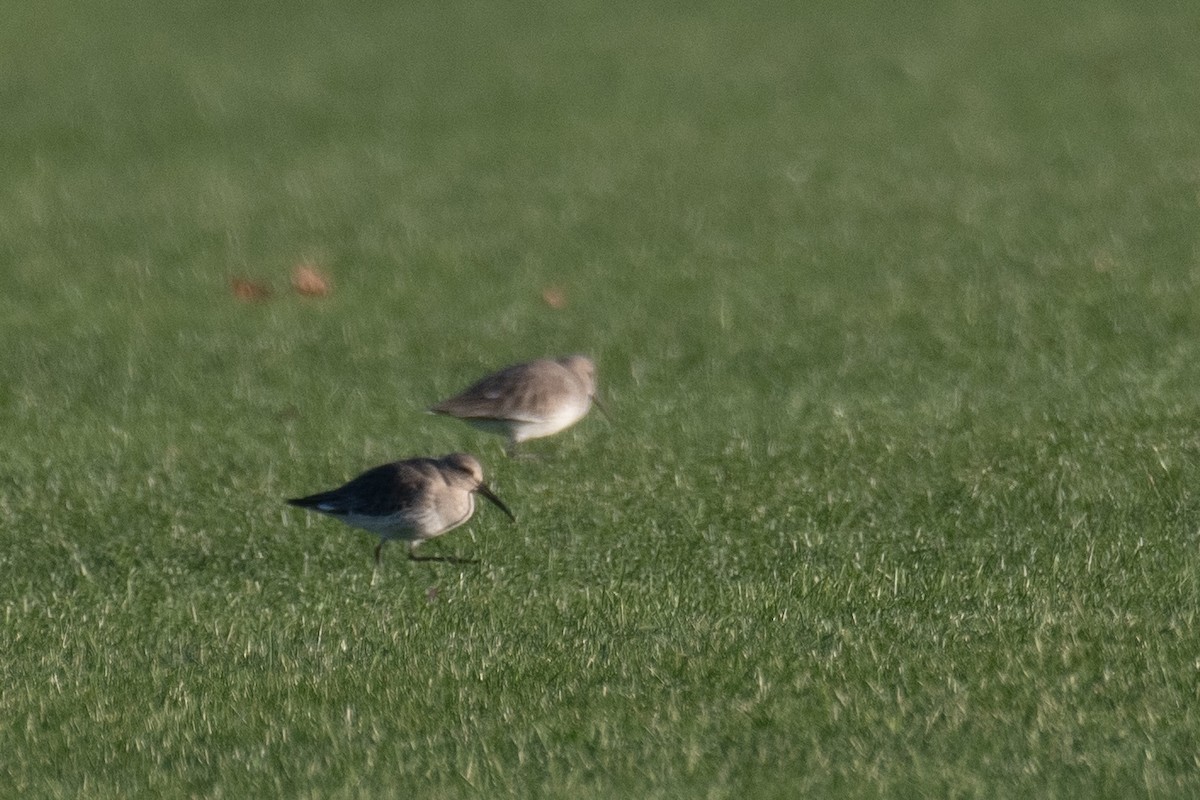 eBird Checklist 16 Nov 2023 Riverhead Sod FarmsOsborn Ave. 2