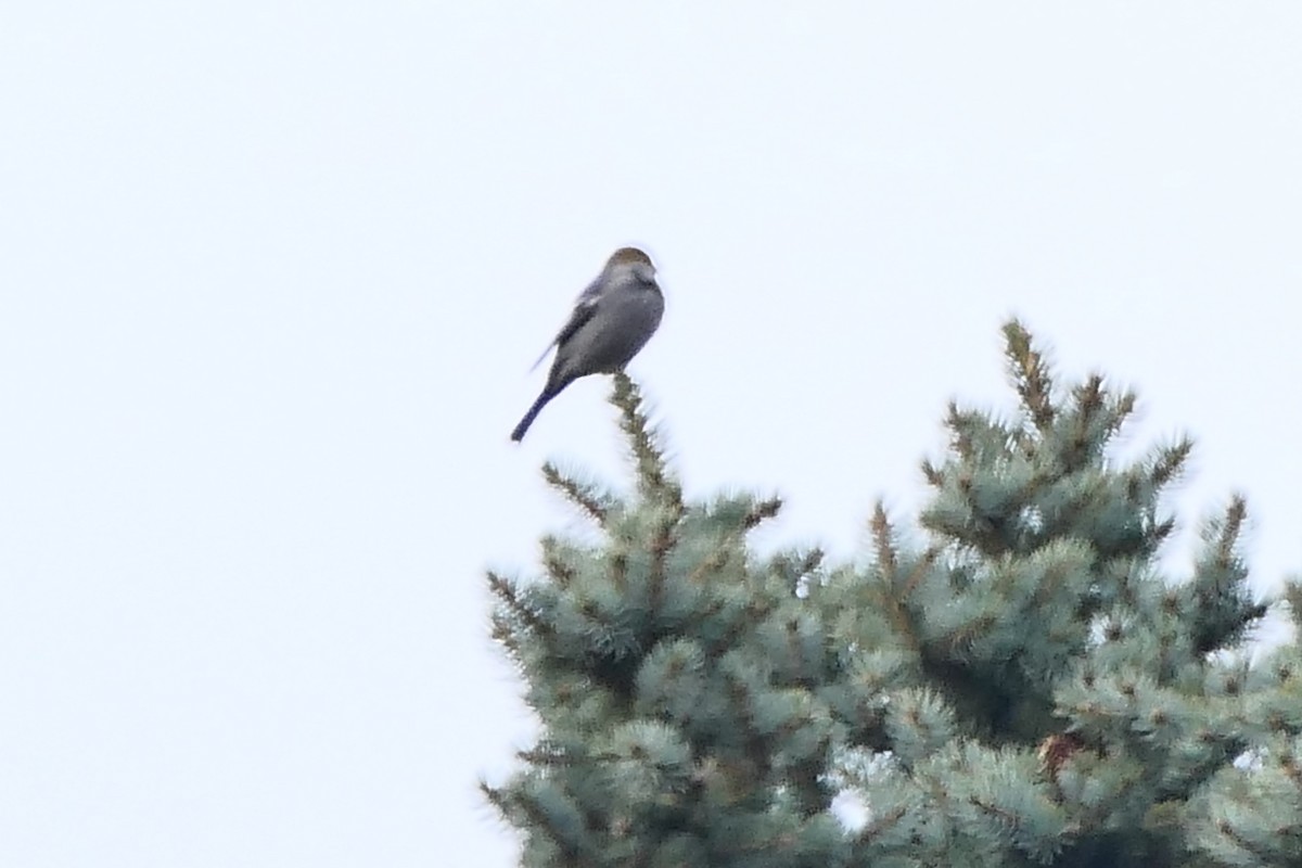 Townsend's Solitaire - ML611211795