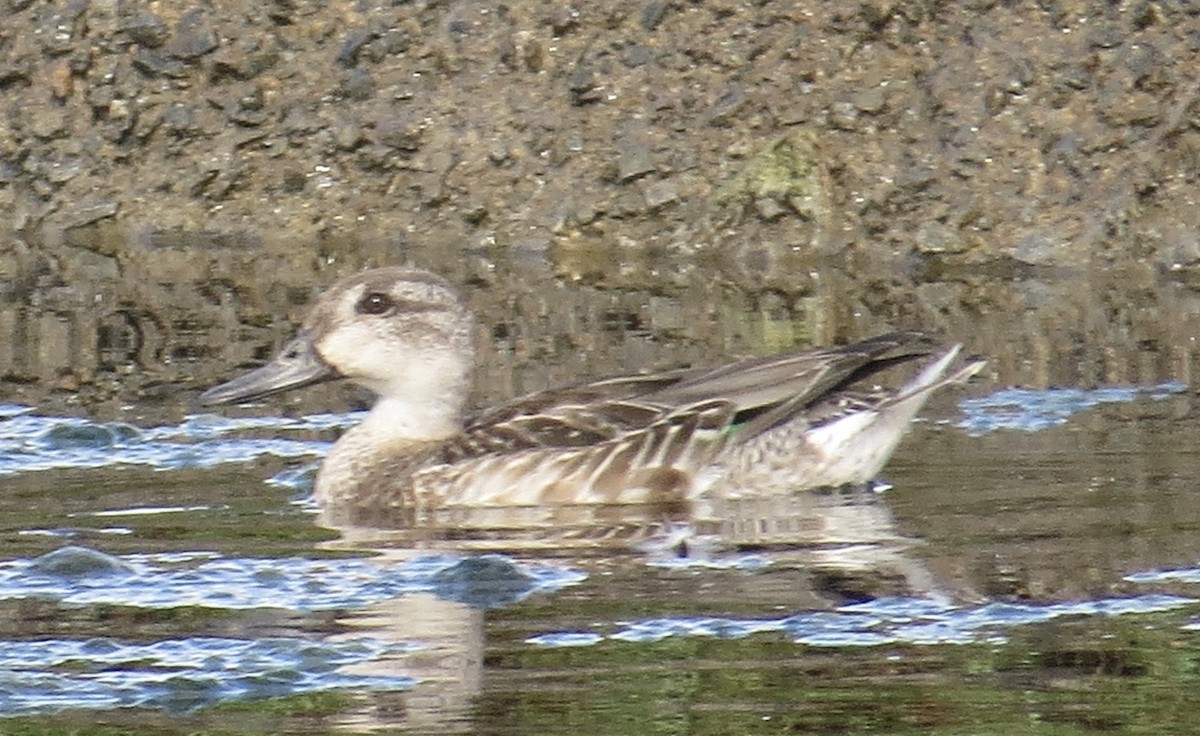 Green-winged Teal - ML611211809