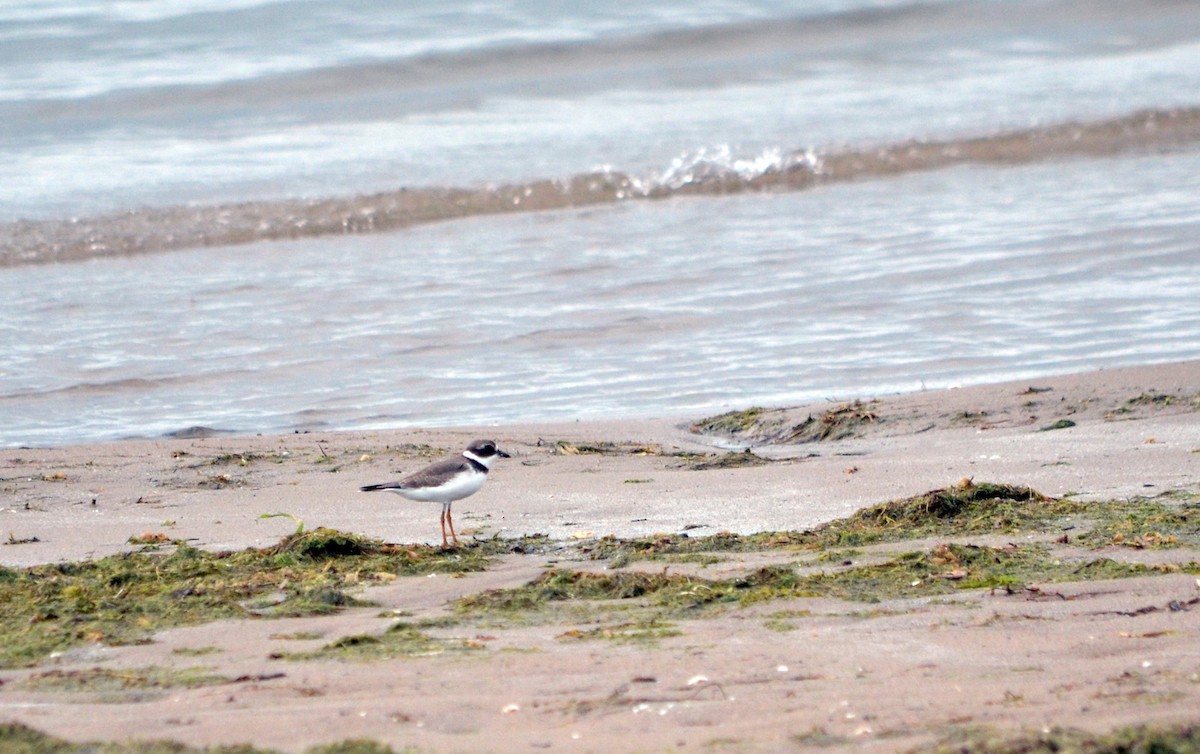 Semipalmated Plover - ML611212115