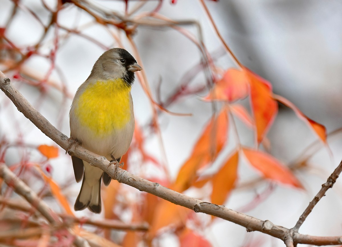 Lawrence's Goldfinch - ML611212264