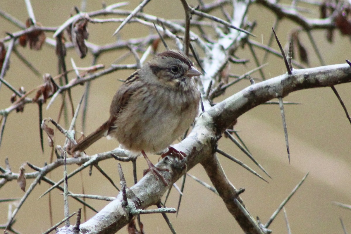 Swamp Sparrow - Kevin Markham