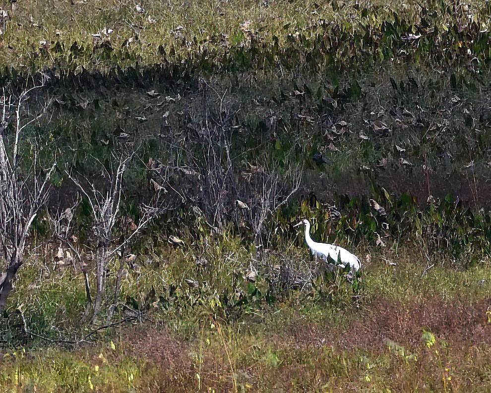 EBird Checklist 24 Oct 2023 Paynes Prairie Preserve SP VC