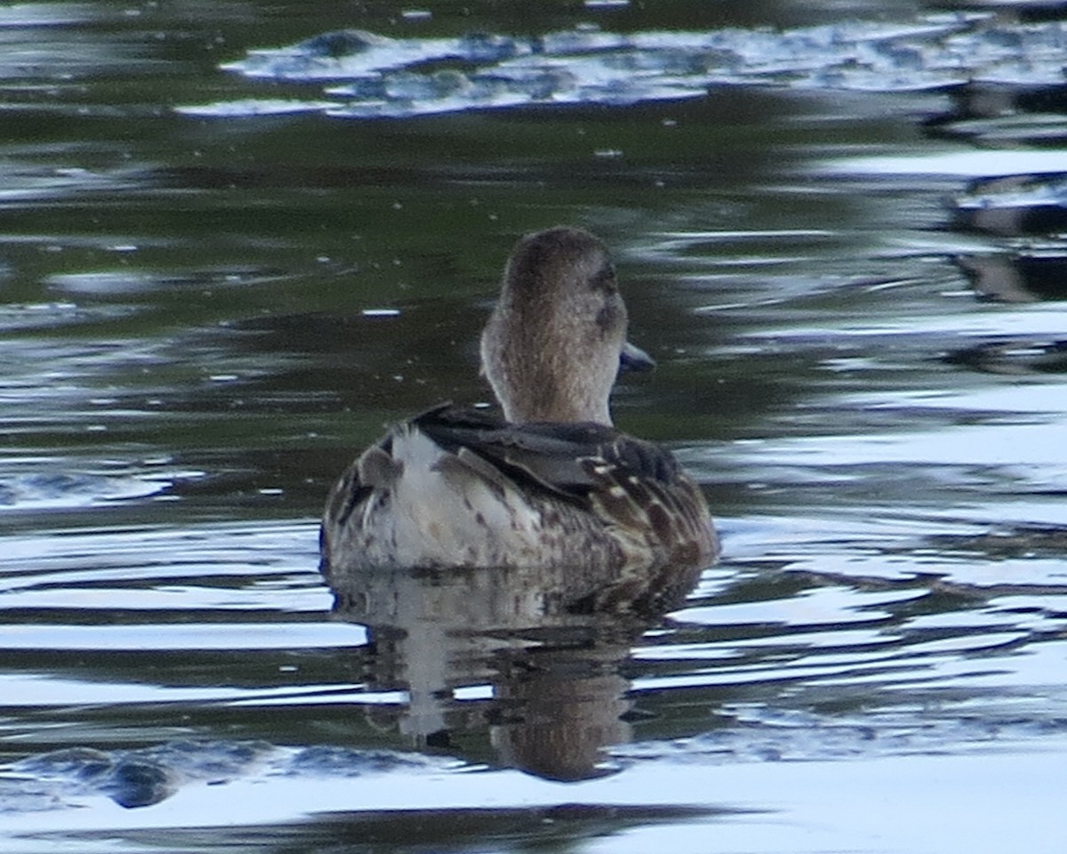 Green-winged Teal - ML611212505