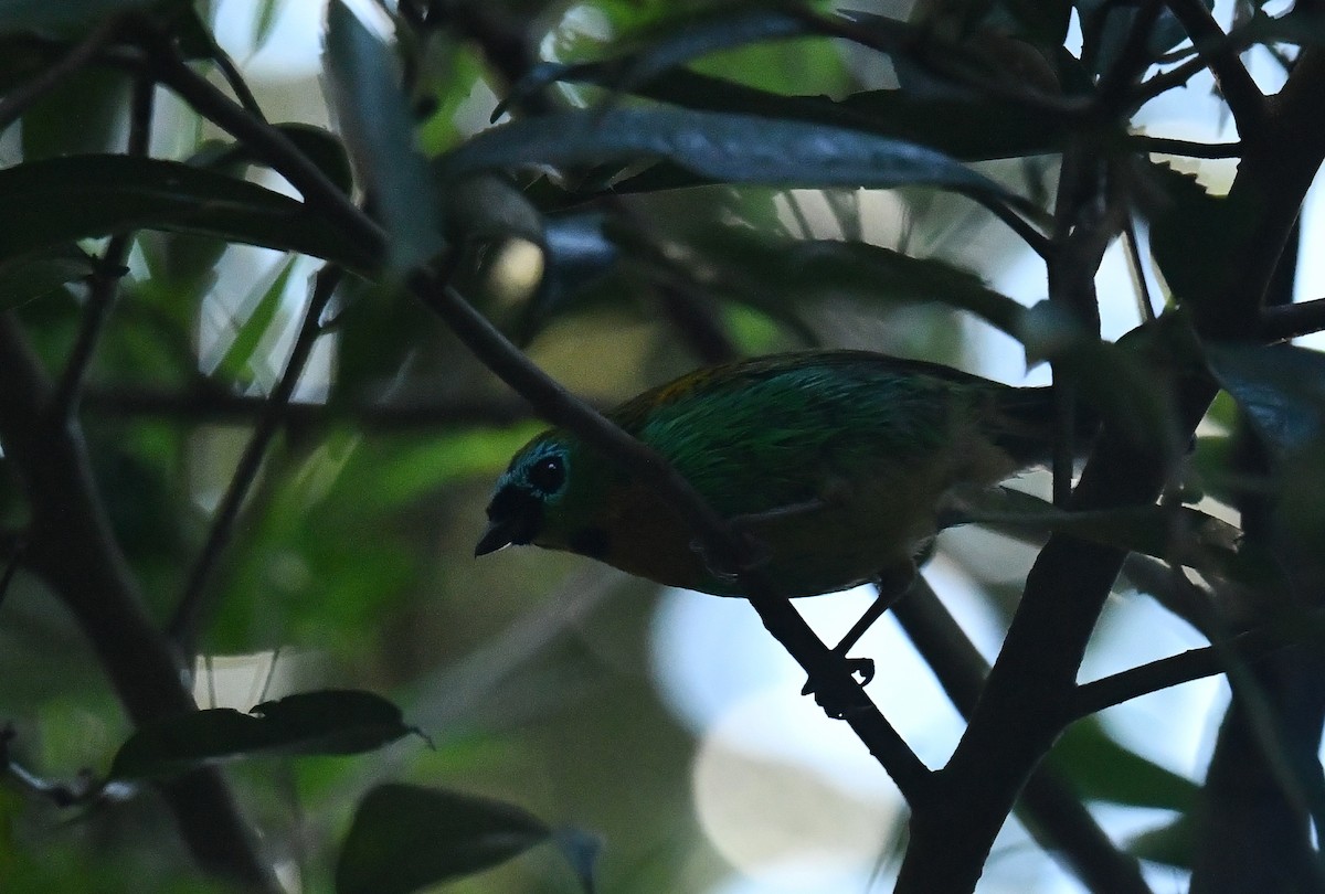 Brassy-breasted Tanager - ML611212915