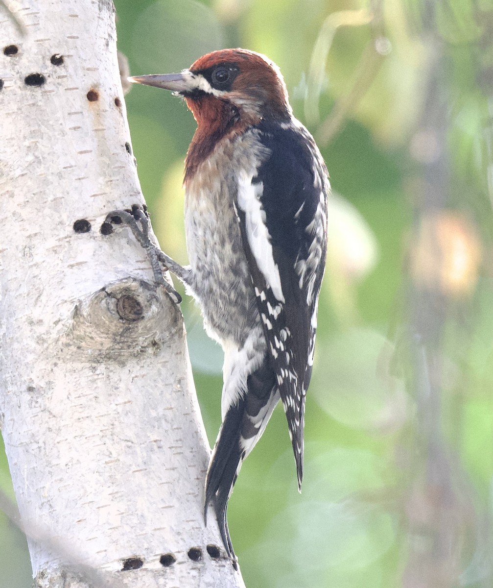 Red-breasted Sapsucker - ML611213002